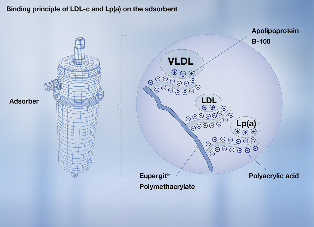 Lipoprotein-Bindung an den DALI Adsorber