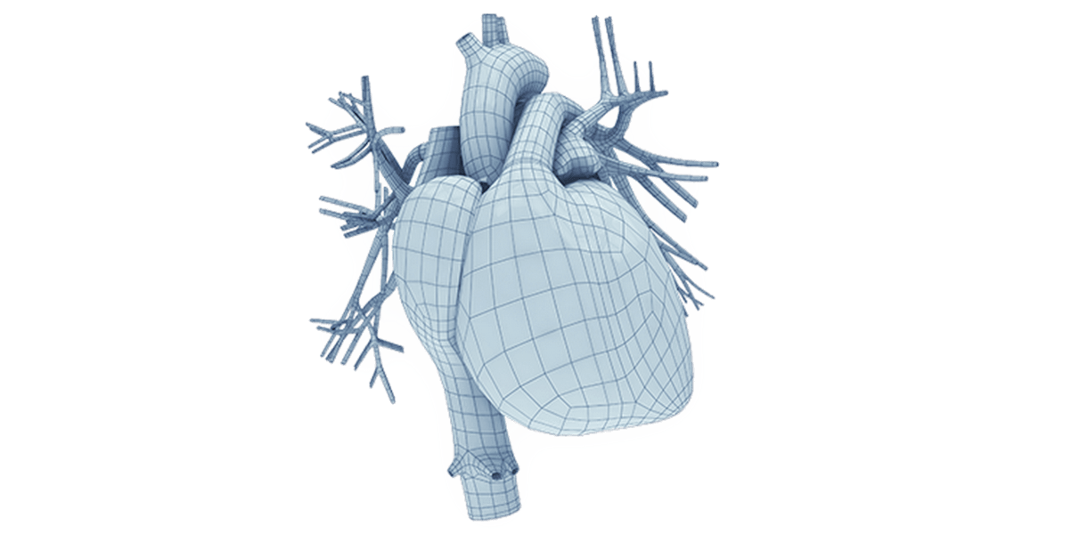 Herz und Kardiologie